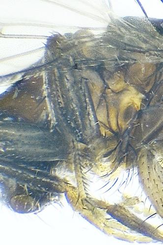 Limosininae